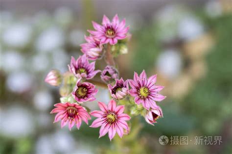 屋頂長生花|屋顶长生花